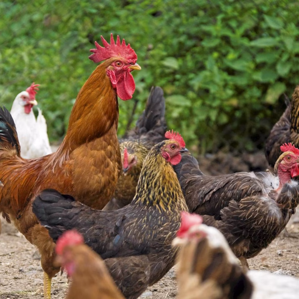 Donate a Chicken